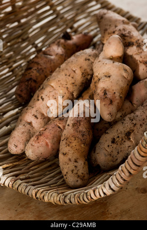 freshly harvested dug Pink Fir Apple potatoes in trug vegetable autumn October fall kitchen garden plant Stock Photo