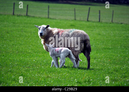 mother and baby lamb Stock Photo