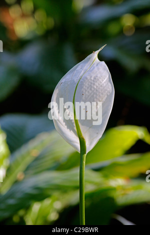 Peace lily, Cobra plant, Spathiphyllum wallisii