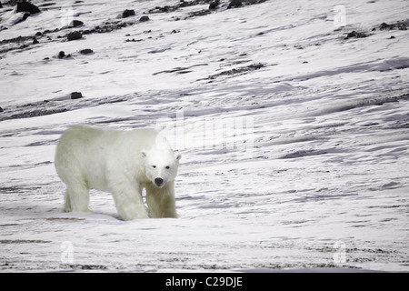 A polar bear in a wild natural setting, Svalbard, Norway Stock Photo