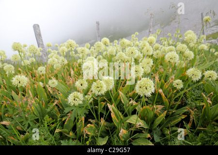 mountain meadow on a foggy ridge covered with victory onion flowers Stock Photo