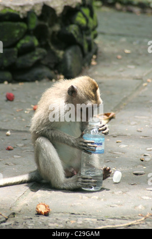 Macaque monkey looking inside a water bottle. Stock Photo