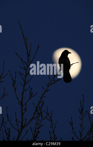 Silhouette of Hooded Crow (Corvus cornix) with a moon Stock Photo