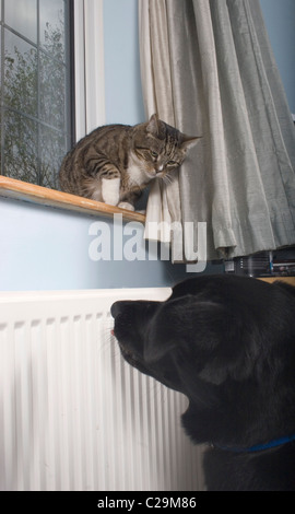 cat on windowsill hissing at dog Stock Photo