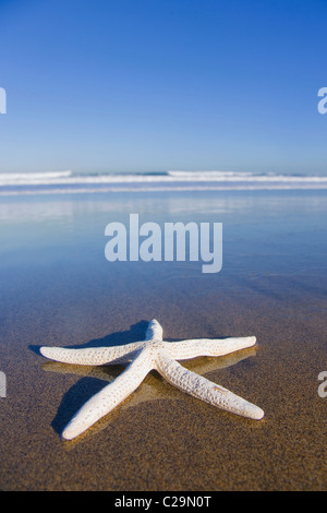 Starfish on an empty beach with blue sky and reflections on the wet sand. Stock Photo