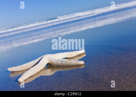 Starfish on an empty beach with blue sky and reflections on the wet sand. Stock Photo