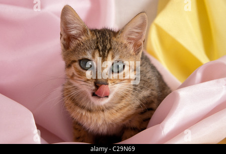 bengal kitten licking its lips Stock Photo