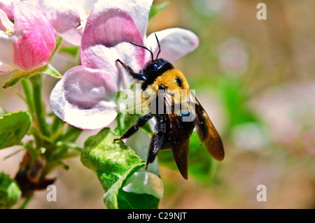 Closeup of a bee that was collecting nectar and pollen on the new apple blossoms. Stock Photo