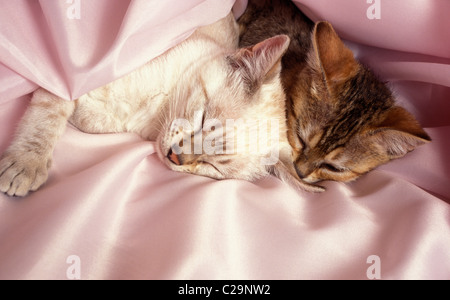 two young bengal kittens asleep Stock Photo