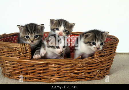 three cute kittens in basket Stock Photo