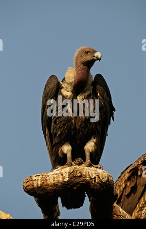Indian White-rumped Vultures (Gyps bengalensis) Stock Photo