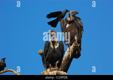 Indian White-rumped Vultures (Gyps bengalensis) mobbed by house crows Stock Photo