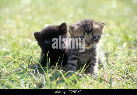 two cute kittens Stock Photo