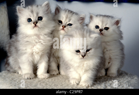 litter of silver spotted persian kittens Stock Photo
