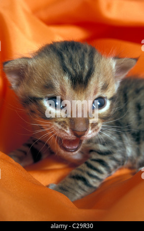newborn Bengal kitten meowing Stock Photo