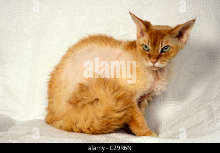 Devon Rex cat Stock Photo