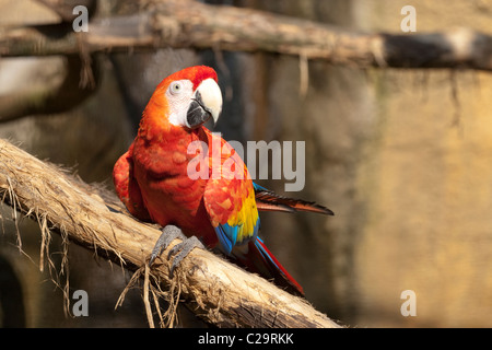 Scarlet Macaw (Ara macao). Aviary bird. Native to parts of tropical Central and South America. Endangered.