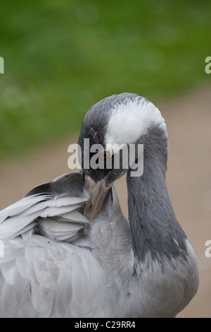 Common, or Eurasian Crane (Grus grus). Feather and plumage care and maintenance. Preening. Stock Photo