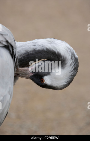 Common, or Eurasian Crane (Grus grus). Feather and plumage care and maintenance. Preening. Stock Photo