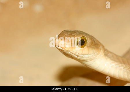 Boomslang (Dispholidus typus) in Uganda Stock Photo