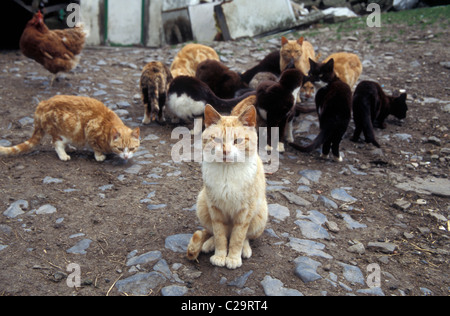 https://l450v.alamy.com/450v/c29rt4/feral-cats-in-farmyard-c29rt4.jpg