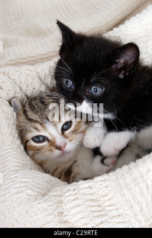 two cute kittens Stock Photo