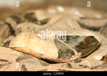 Gaboon Viper (Bitis gabonica), Uganda. It's the heaviest viper and has the longest fangs and highest venom yield of any snake Stock Photo