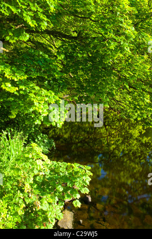 England, Northumberland, Bolam Lake Country Park. Trees on the bank of the lake at Bolam Lake Country Park. Stock Photo