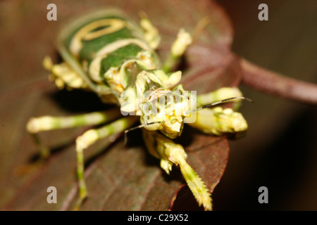 A praying mantis (Spiny Flower Mantis, Pseudocreobotra wahlbergii)
