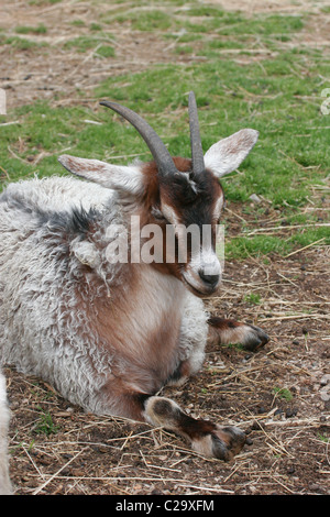 Goat in children's petting zoo, Richmond,Virginia Stock Photo