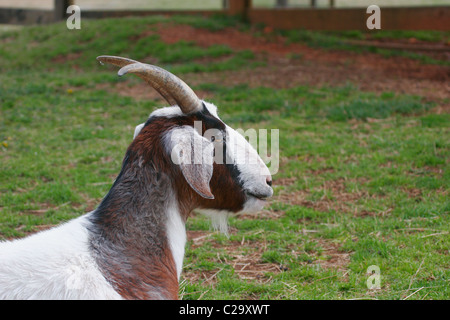 Goat in childrens petting zoo. Richmond, Virginia Stock Photo