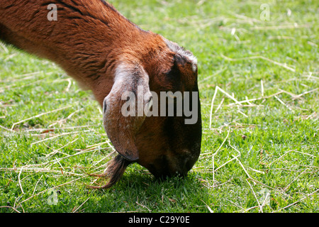 Goat in childrens petting zoo. Richmond, Virginia Stock Photo