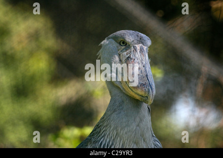 shoebill stork prehistoric