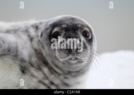 gray seal pup Stock Photo