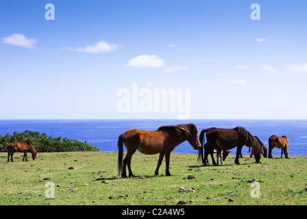 Wild Yonaguni Horses on Cape Agarizaki, Yonaguni Island, Yaeyama Islands, Okinawa, Japan Stock Photo