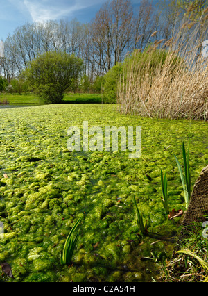 Algae bloom. Stock Photo