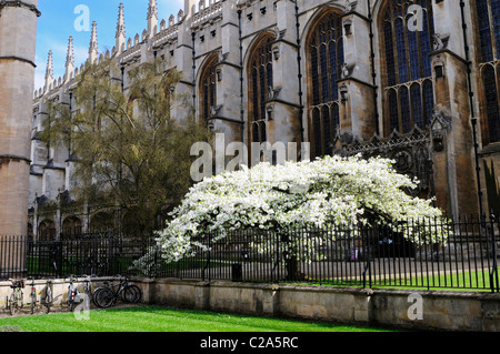 Ornamental Cherry Tree at Kings College, Cambridge, England, UK Stock Photo
