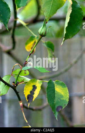 Black spot on rose leaf Stock Photo