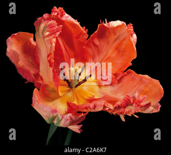 A colourful studio portrait of the Tulip 'Apricot Parrot' Stock Photo