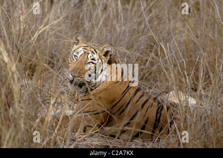 A Bengal Tiger hidden inside the camouflage and staring at camera,  Ranthambore. ( Panthera Tigris ) Stock Photo