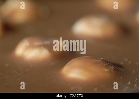 Chocolate covered hazelnuts. Close-up of chocolate bar. Stock Photo