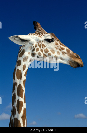 An African reticulated giraffe stretches its long neck to stare at visitors to Busch Gardens, an animal & adventure theme park in Tampa, Florida, USA. Stock Photo
