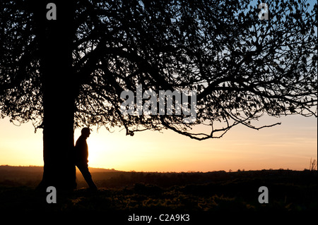 Aesculus hippocastanum. Man leaning against Horse Chestnut tree at sunset. UK. Silhouette Stock Photo