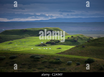 Hay rolls on freshly cut green grass, Lake Myvatn, Iceland Stock Photo