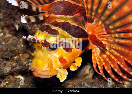 close up of Shortfin lionfish in the Lembeh Straits Stock Photo