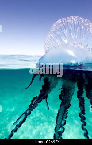 Over/under view of a Portuguese Man of War, a jelly-like marine invertebrate of the Family Physallidae.