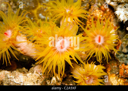 Orange cup corals at night on fully extended Stock Photo