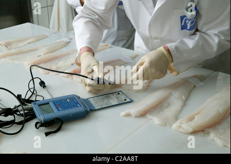 Scientist in fish laboratories doing research, Iceland Stock Photo