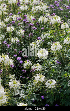 Spider flower (Tarenaya hassleriana 'Sparkler White' syn. Cleome hassleriana 'Sparkler White') and purpletop vervain (Verbena bonariensis) Stock Photo