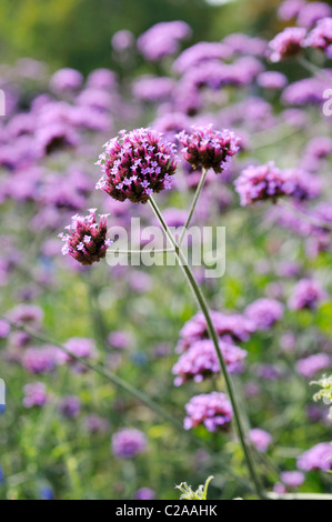 Purpletop vervain (Verbena bonariensis) Stock Photo